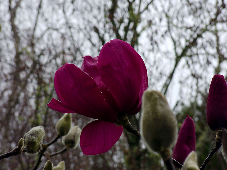 Magnolia-cv-Vulcan-Ayrlies-Garden-Auckland-2013-07-03-IMG_2212.jpg