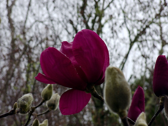 Magnolia-cv-Vulcan-Ayrlies-Garden-Auckland-2013-07-03-IMG 2212