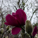 Magnolia-cv-Vulcan-Ayrlies-Garden-Auckland-2013-07-03-IMG 2212