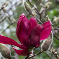 Magnolia-cv-Vulcan-Ayrlies-Garden-Auckland-2013-07-03-IMG 8804
