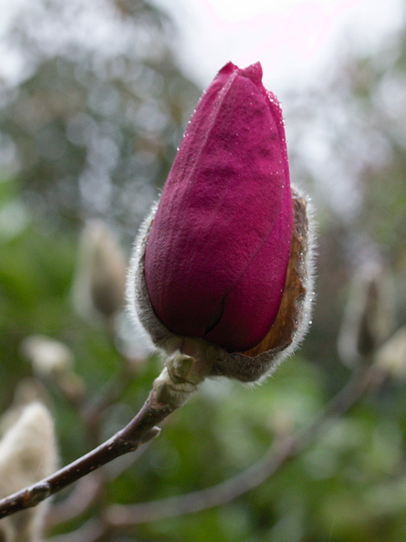 Magnolia-cv-Vulcan-Ayrlies-Garden-Auckland-2013-07-03-IMG 8805