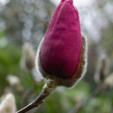 Magnolia-cv-Vulcan-Ayrlies-Garden-Auckland-2013-07-03-IMG 8805