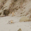 New-Zealand-dotterel-beach-at-Wenderholm-ARC-Reserve-2013-07-19-IMG 2724