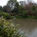 Ollies-Pond-with-papyrus-Ayrlies-Garden-Auckland-2013-07-03-IMG 2223