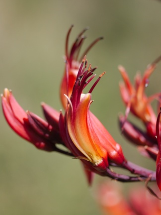 Phormium-tenax-New-Zealand-flax-flowers-Tiritiri-Track-Shakespear-Regional-Park-2015-11-13-IMG 2561