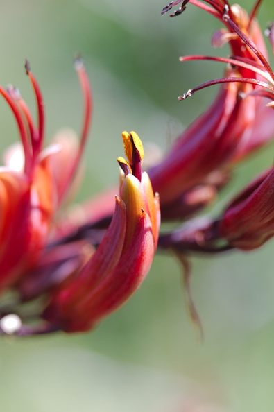 Phormium-tenax-New-Zealand-flax-flowers-Tiritiri-Track-Shakespear-Regional-Park-2015-11-13-IMG_2562.jpg
