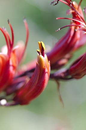 Phormium-tenax-New-Zealand-flax-flowers-Tiritiri-Track-Shakespear-Regional-Park-2015-11-13-IMG 2562