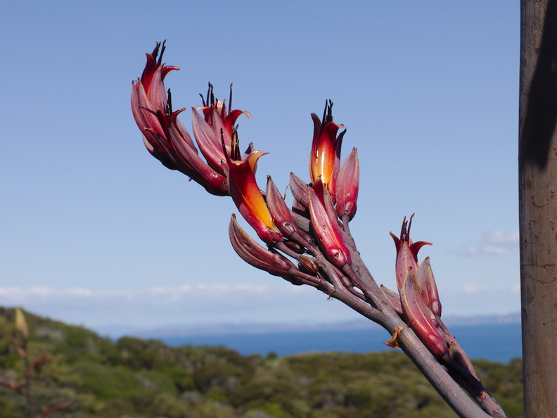 Phormium-tenax-New-Zealand-flax-flowers-Tiritiri-Track-Shakespear-Regional-Park-2015-11-13-IMG_6376.jpg
