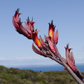 Phormium-tenax-New-Zealand-flax-flowers-Tiritiri-Track-Shakespear-Regional-Park-2015-11-13-IMG 6376