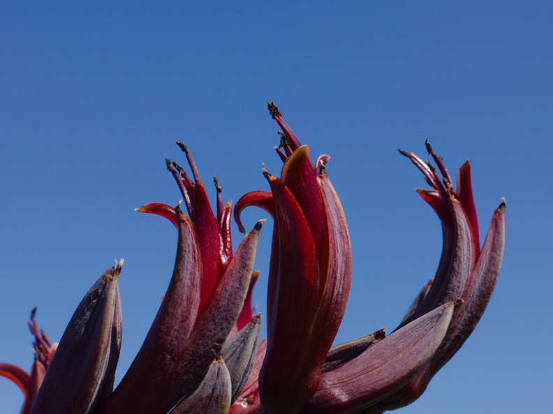 Phormium-tenax-New-Zealand-flax-flowers-Tiritiri-Track-Shakespear-Regional-Park-2015-11-13-IMG_6380.jpg