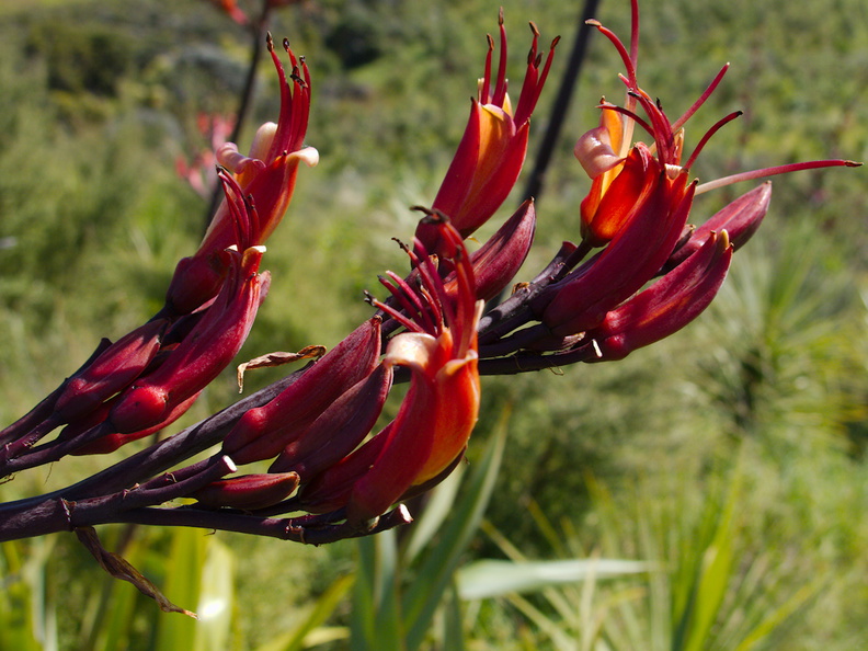 Phormium-tenax-New-Zealand-flax-flowers-Tiritiri-Track-Shakespear-Regional-Park-2015-11-13-IMG_6385.jpg