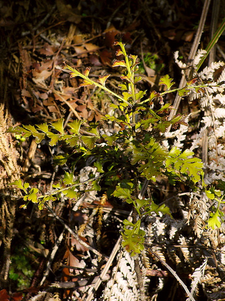 Phyllocladus-sp-celery-podocarp-sapling-Waharau-Reserve-2013-07-02-IMG 2188
