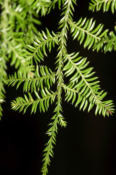 Podocarpus-dacrydioides-white-pine-kahikatea-Dacrycarpus-Arataki-plant-ID-walk-Waitakere-21-07-2011-IMG_3096.jpg