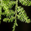 Podocarpus-dacrydioides-white-pine-kahikatea-Dacrycarpus-Arataki-plant-ID-walk-Waitakere-21-07-2011-IMG 3096