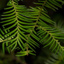Podocarpus-ferruginea-brown-pine-miro-Prumnopitys-ferruginea-Arataki-plant-ID-walk-Waitakere-21-07-2011-IMG 3099