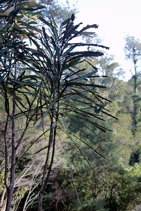 Pseudopanax-crassifolius-lancewood-juvenile-to-adult-leaves-Arataki-Nature-Walk-Waitakere-20-07-2011-IMG 3071