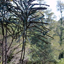 Pseudopanax-crassifolius-lancewood-juvenile-to-adult-leaves-Arataki-Nature-Walk-Waitakere-20-07-2011-IMG 3071