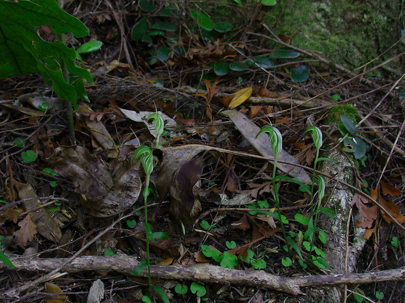 Pterostylis-sp-greenhood-orchid-Ecology-Walk-Tawharanui-2013-07-07-IMG_2472.jpg