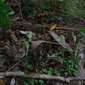 Pterostylis-sp-greenhood-orchid-Ecology-Walk-Tawharanui-2013-07-07-IMG 2472