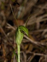 Pterostylis-sp-greenhood-orchid-Ecology-Walk-Tawharanui-2013-07-07-IMG 9134