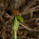 Pterostylis-sp-greenhood-orchid-Ecology-Walk-Tawharanui-2013-07-07-IMG 9134