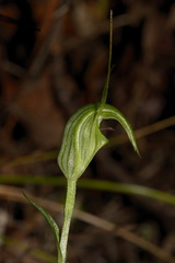 Pterostylis-sp-greenhood-orchid-Ecology-Walk-Tawharanui-2013-07-07-IMG 9136