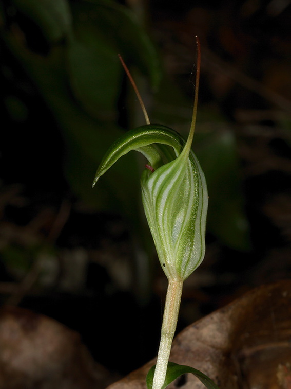 Pterostylis-sp-greenhood-orchid-Ecology-Walk-Tawharanui-2013-07-07-IMG 9148