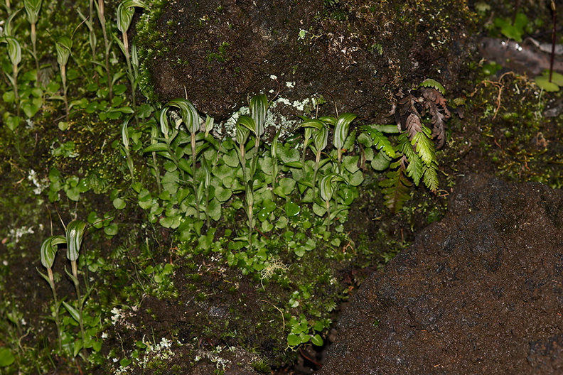 Pterostylis-sp-greenhood-orchid-colony-Rangitoto-summit-track-26-07-2011-IMG 3213