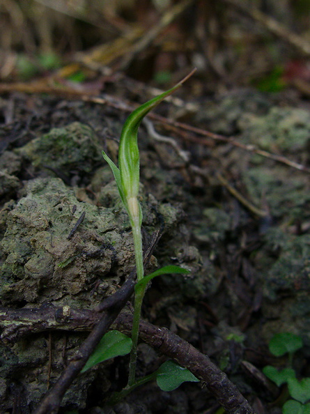 Pterostylis-sp-in-bud-greenhood-orchid-Ecology-Walk-Tawharanui-2013-07-07-IMG_2466.jpg