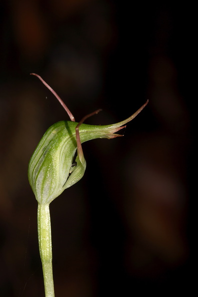 Pterostylis-sp2-greenhood-orchid-Warkworth-Kauri-Reserve-03-07-2011-IMG 2732
