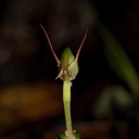 Pterostylis-sp2-greenhood-orchid-Warkworth-Kauri-Reserve-03-07-2011-IMG 2733