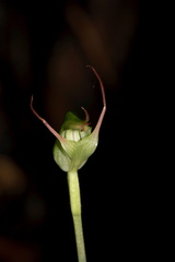 Pterostylis-sp2-greenhood-orchid-Warkworth-Kauri-Reserve-03-07-2011-IMG 2735