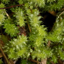 Ptychomnion-aciculare-indet-moss-Perimeter-Track-Wenderholm-ARC-Reserve-2013-07-20-IMG 9459