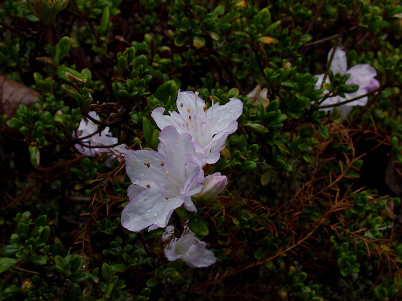 Rhododendron-sp-Ayrlies-Garden-Auckland-2013-07-03-IMG 2230
