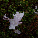Rhododendron-sp-Ayrlies-Garden-Auckland-2013-07-03-IMG 2230