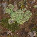 Riccia-sp-thallose-liverwort-Rangitoto-summit-26-07-2011-IMG 3239
