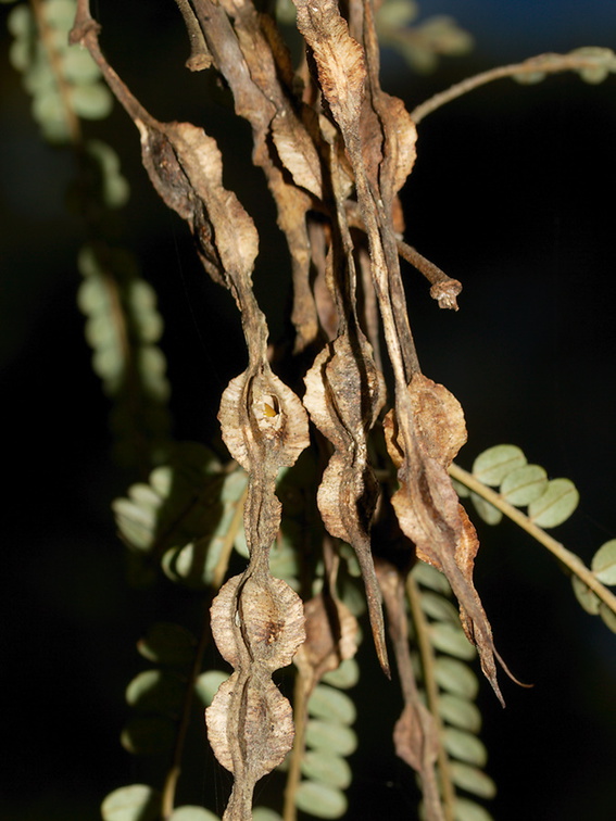 Sophora-microphylla-kowhai-fruits-loment-Heritage-Track-Shakespear-Park-Auckland-2013-07-04-IMG 8846