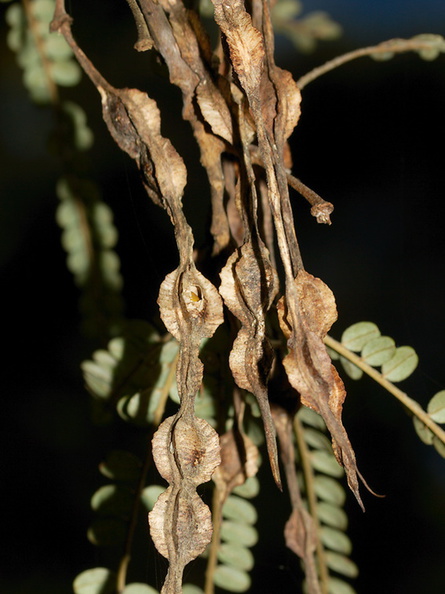 Sophora-microphylla-kowhai-fruits-loment-Heritage-Track-Shakespear-Park-Auckland-2013-07-04-IMG_8846.jpg