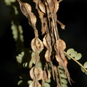Sophora-microphylla-kowhai-fruits-loment-Heritage-Track-Shakespear-Park-Auckland-2013-07-04-IMG 8846