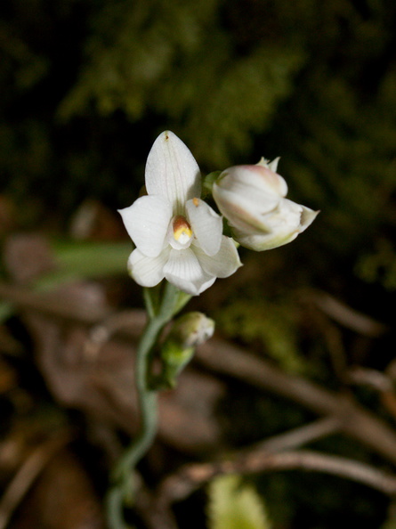 Thelymitra-longifolia-orchid-Rangitoto-2015-11-29-IMG 2753