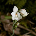 Thelymitra-longifolia-orchid-Rangitoto-2015-11-29-IMG 2753