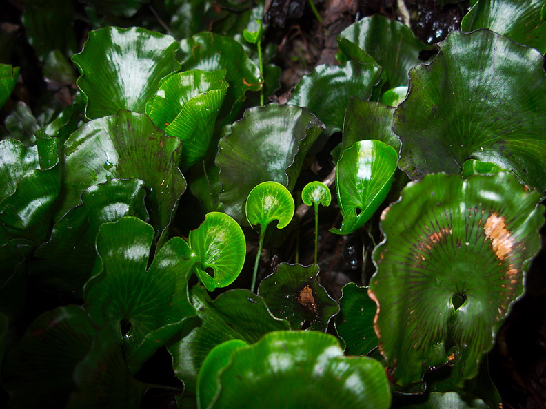 Trichomanes-reniforme-young-kidney-fern-leaves-in-glade-Rangitoto-26-07-2011-IMG_9480.jpg