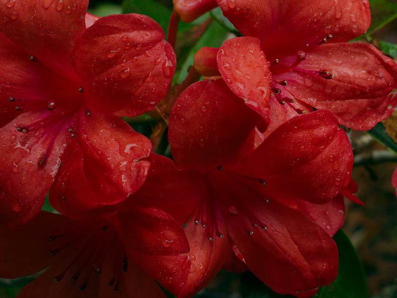 Vireya-Rhododendron-2-Ayrlies-Garden-Auckland-2013-07-03-IMG_2221.jpg