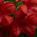 Vireya-Rhododendron-2-Ayrlies-Garden-Auckland-2013-07-03-IMG 2221
