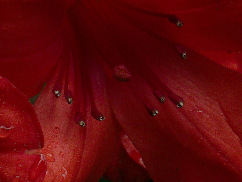 Vireya-Rhododendron-2-Ayrlies-Garden-Auckland-2013-07-03-IMG_2221_v2.jpg