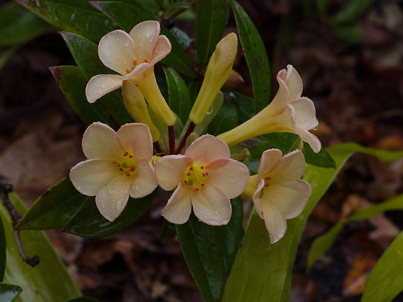 Vireya-Rhododendron-3-Ayrlies-Garden-Auckland-2013-07-03-IMG 2225