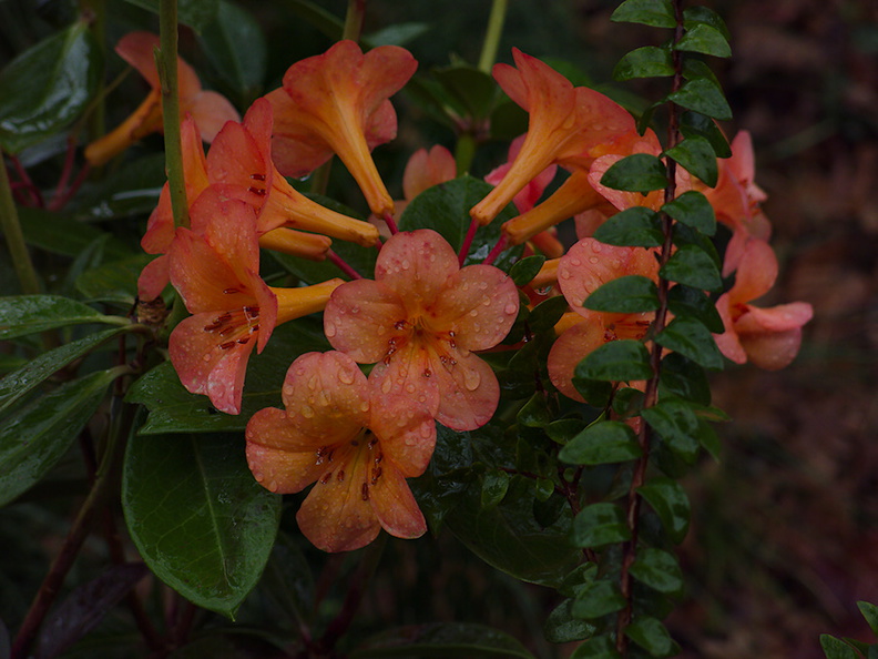 Vireya-Rhododendron-cv-Orange-Sorbet-Ayrlies-Garden-Auckland-2013-07-03-IMG_2226.jpg