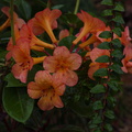 Vireya-Rhododendron-cv-Orange-Sorbet-Ayrlies-Garden-Auckland-2013-07-03-IMG_2226.jpg
