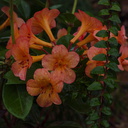 Vireya-Rhododendron-cv-Orange-Sorbet-Ayrlies-Garden-Auckland-2013-07-03-IMG 2226