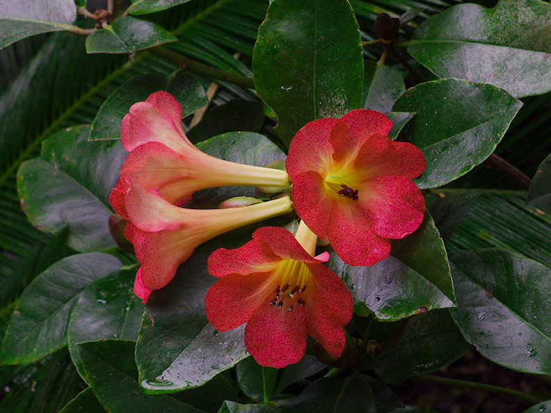 Vireya-rhododendron-Auckland-Zoo-2013-07-24-IMG 2813